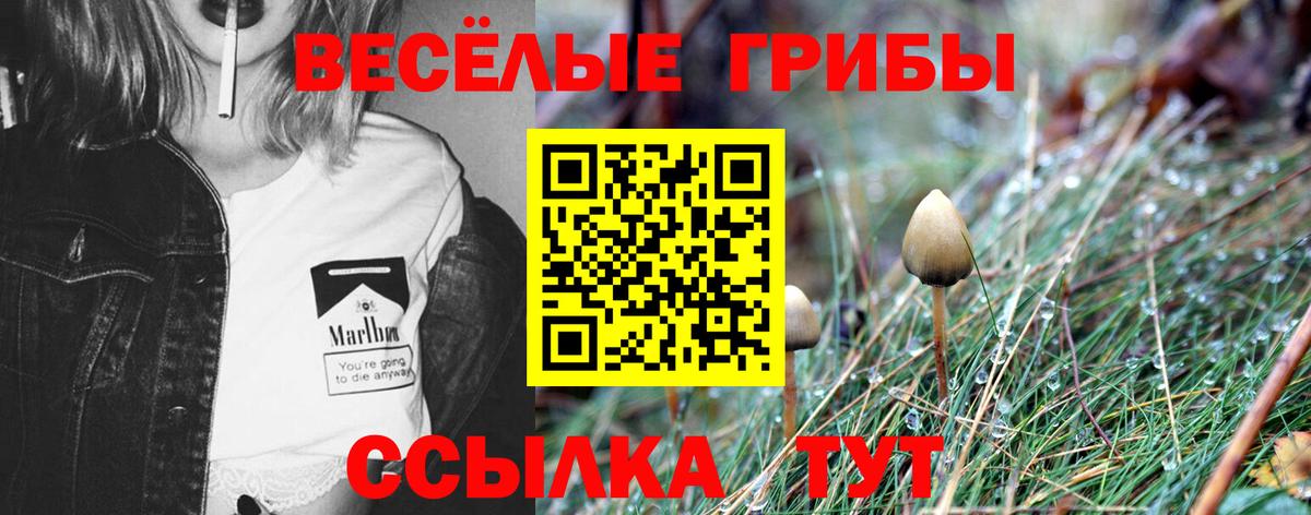 Кыштым  Псилоцибиновые грибы Psilocybine cubensis  Вход с VPN 